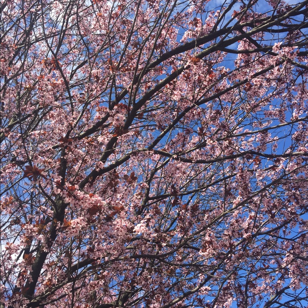 Meet your Posher, Faith